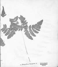Gymnocarpium dryopteris image